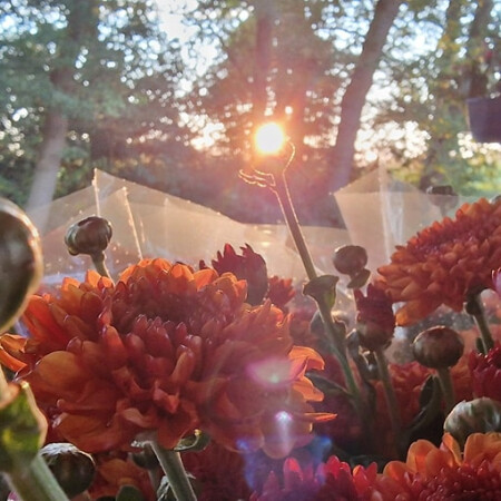 Bloemen uit Corle